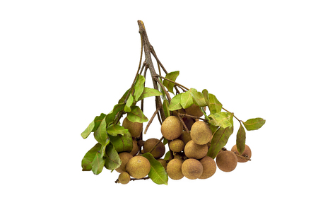 fresh logan fruit with leaves on white backgroundの写真素材