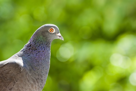 Portrait of a racing breed pigeon, on a green background の写真素材