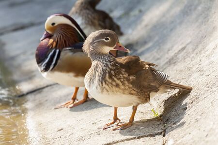 Pair of Mandarin ducks on the shore of a lake  Selective focus の写真素材