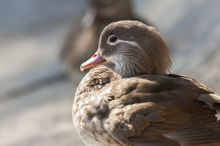 Portrait of a Mandarin duck female resting in the sun 
