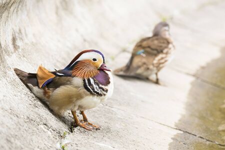 Couple of Mandarin ducks on the bank of a river  Focus on male の写真素材