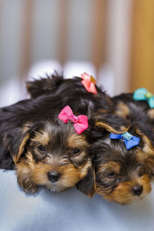 Two sleepy cute Yorkshire terrier dog puppies with head fur tied with colorful bows. Copy space and shallow depth of field.の写真素材