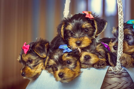 Five adorable little Yorkshire terrier dog puppies with head fur tied with colorful bows resting in a basket. Shallow depth of field.の写真素材