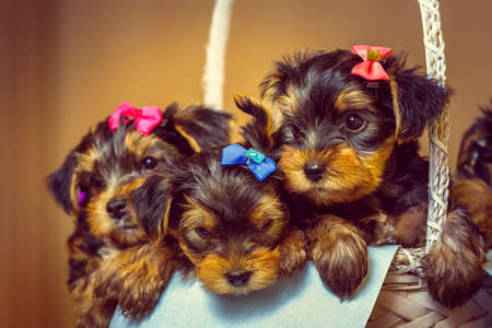 Cute little Yorkshire terrier dog puppies with head fur tied with colorful bows resting in a basket. Shallow depth of field.の写真素材