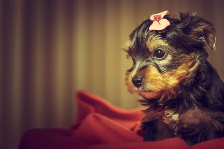 Portrait of adorable Yorkshire terrier puppy dog with head fur tied with pink bow, looking aside while laying on red blanket. Copy space.の写真素材