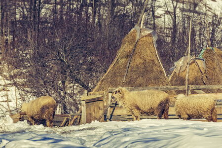 Winter rural scene with sheep and haystacks in a traditional Romanian sheepfold in Magura village, Brasov county, Romania.の写真素材