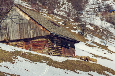 Traditional Romanian wooden house with sheep resting nearby during winter in Magura village, Brasov count, Romania.の写真素材