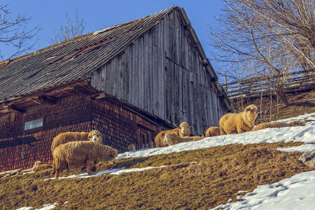 Sunny winter scene with traditional Romanian wooden hut and sheep grazing nearby in Magura village,...