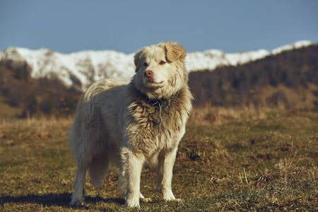 Free alert white furry sheepdog with spiky metal collar, standing in the pasture up in the mountains.の写真素材