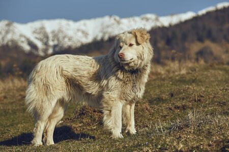 Free alert white furry sheepdog with spiky metal collar, standing in the pasture up in the...