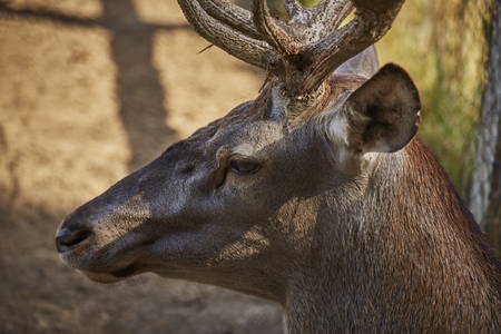 Alert wild European red deer stag ( Cervus Elaphus).の写真素材