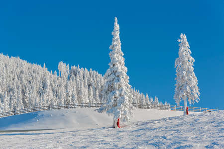 Serene sunny alpine winter landscape with snow covered fir trees and wooden fence on a ski slope in...