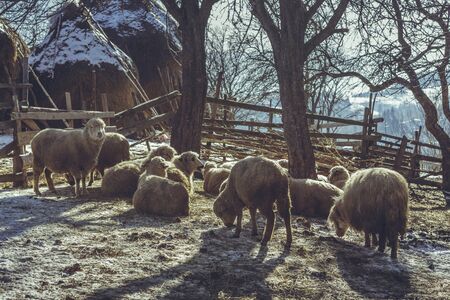 Sheep flock resting in a rustic fold on a winter morning.