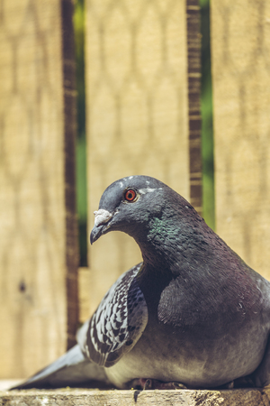 Portrait of a peaceful racing pigeon female resting in the sun inside a wooden coop.の写真素材