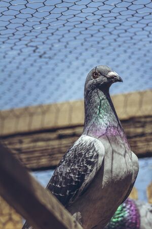Portrait of a racing pigeon resting in the sun on a roost inside a wooden loft.の写真素材