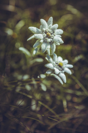 Closeup of two protected rare Edelweiss flowers (Leontopodium alpinum) during summer in Bucegi mountains, Romania. Shallow depth of field, selective focus.の写真素材