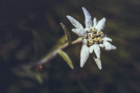 Closeup of a protected rare Edelweiss flower (Leontopodium alpinum) in Bucegi mountains, Romania. Shallow depth of field, selective focus.の写真素材