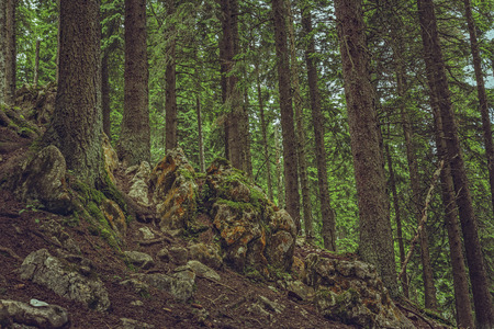 Moss on big rocks in a green thick fir tree forest.の写真素材