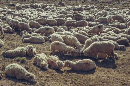 Flock of sheep resting in a sheepfold up in Bucegi Mountains, Romania.の写真素材