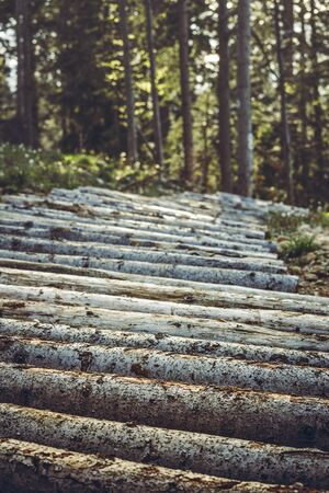 Mountain bike trail made of arranged tree trunks in the forest. Wooden footpath in the woods. Trimmed barren logs aligned as biking track or hiking lane up in the mountains.の写真素材