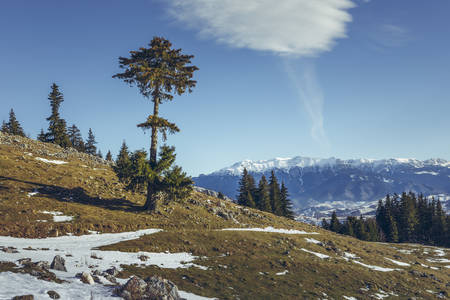 Serene alpine winter scenery with solitary coniferous tree and snow-capped Bucegi mountain range as...