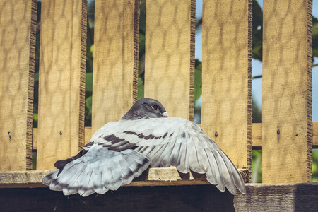 Racing pigeon female spreading her wing and tail and enjoying a sunbath on a wooden roost.の写真素材