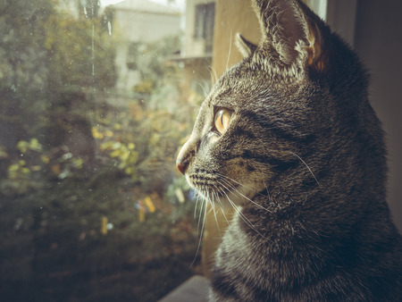 Closeup portrait of a curious grey tabby European cat looking outside through the window.の写真素材