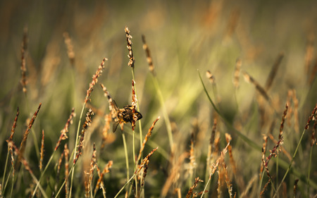 Bee labor is collecting pollen in yellow grass garden