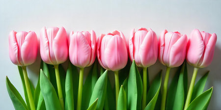 A line of vibrant pink tulips stands elegantly in this image. Each flower, closed but showing signs of a gentle bloom, contrasts with the lush green leaves and stems beneath. The tulips are aligned in a neat, evenly spaced row against a plain white background, emphasizing their soft colors and natural beauty. Aspect Ratio: 3:2.の素材