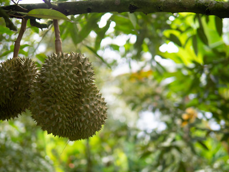Nature is Pride Fresh Durian on the Tree