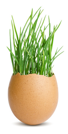 broken egg with grass isolated on white backgroundの写真素材