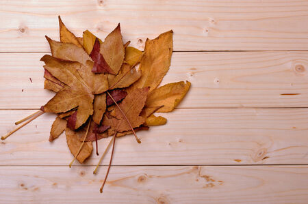 autumn yellow leaves on the background of wooden planks