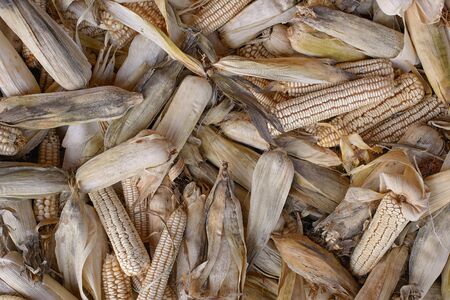 collected a bunch dry cornの写真素材