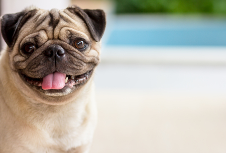 standing pug dog is looking for foodの写真素材