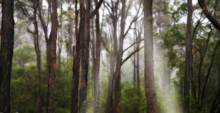 A misty forest with streams of spiritual and dreamy sunlightの写真素材