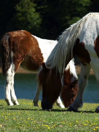 Horses Grazing の写真素材