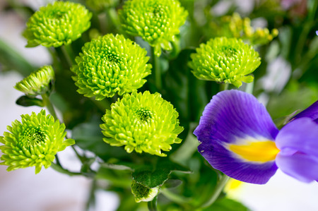Beautiful spring flowers for postcard, greetings or backgroundの写真素材
