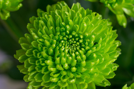 Beautiful spring flowers for postcard, greetings or backgroundの写真素材