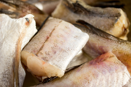 Fresh, raw fish - Walleye pollock, Alaska pollockの写真素材