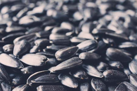 Sunflower seeds roasted closeup scatteredの写真素材
