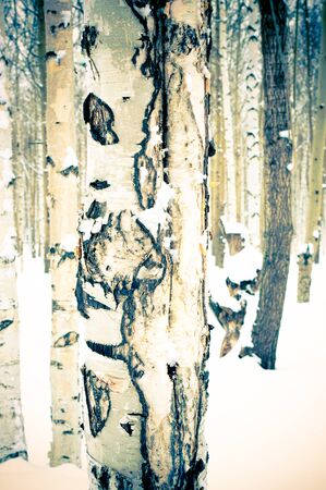 Birch in the park or in the woods in winter snow verticallyの写真素材