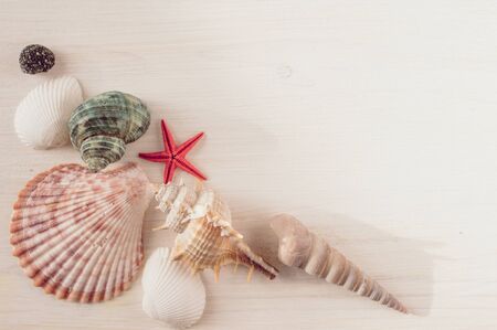 Seashells on a white wooden board for backgroundの写真素材