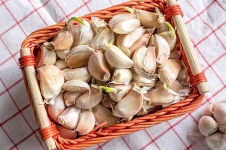 Garlic in a red wicker basket on a red checkered tablecloth