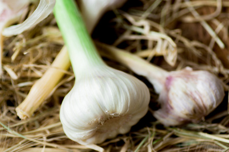 Fresh garlic and old garlic bulbs on an strawの写真素材