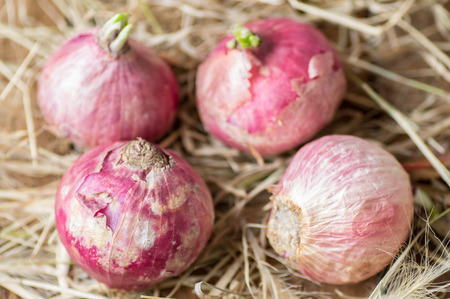 Four red onion on straw in a rustic style