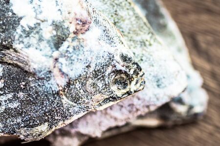Frozen flounder head closeup top view