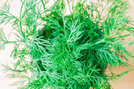 Bunch of dill close-up top view