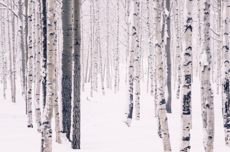 In the beautiful winter forest birch, aspen and other trees in the snow and frostの写真素材