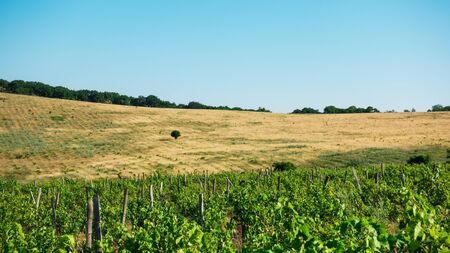 On a field with a yellow dried grass alone tree and a vineyardの写真素材