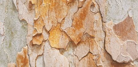 Orange tree bark for background texture, Italy